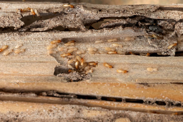 Best Affordable Pest Control Services  in Karnes City, TX